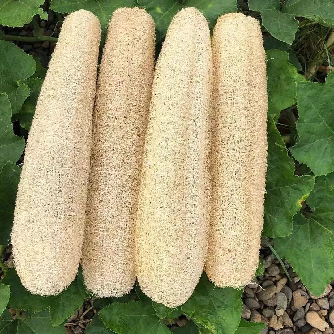 2pc Natural Loofah Sponges Organic Luffa Bath Shower Sponge Exfoliating Scrubber