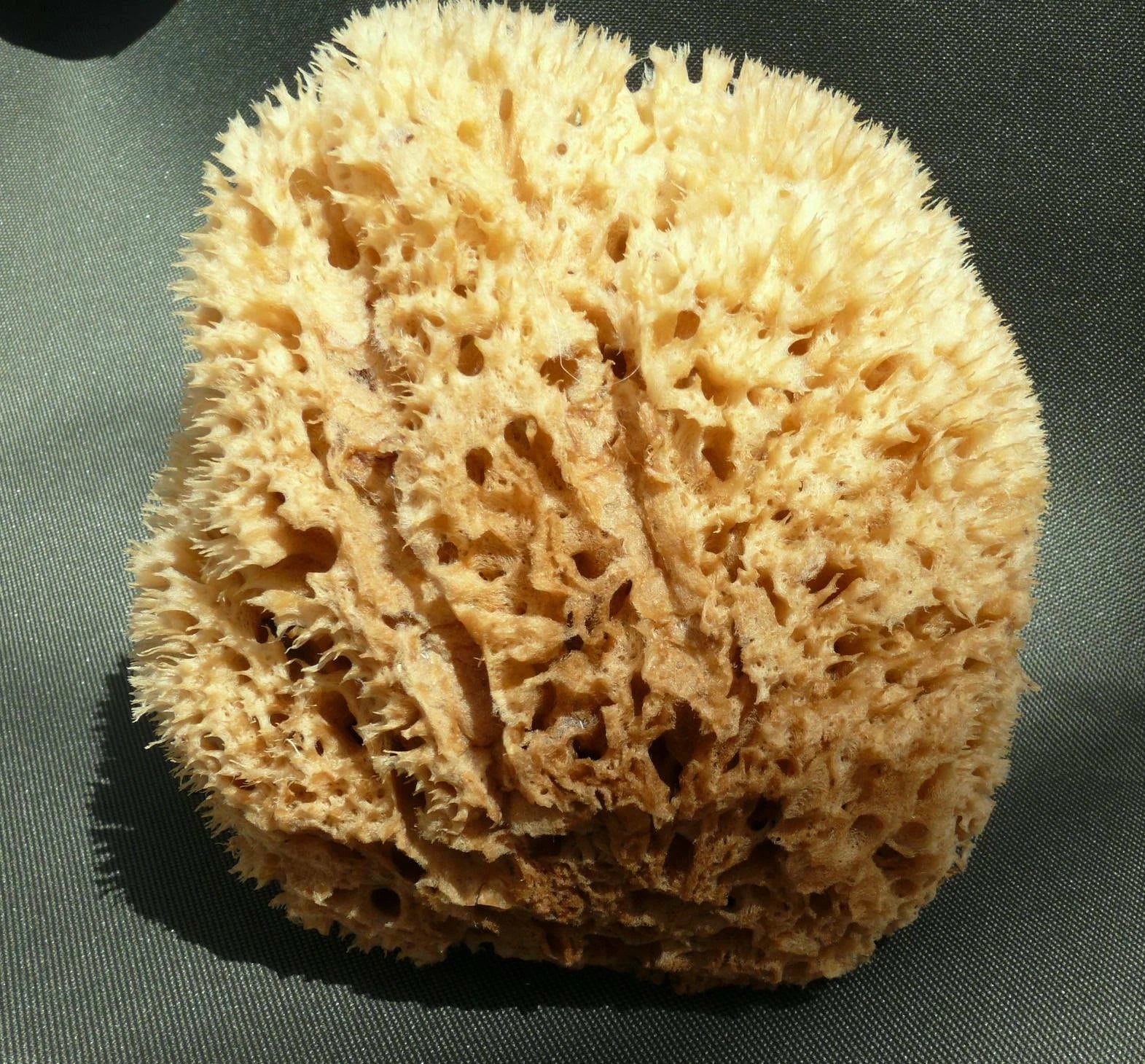 Lux Sea Sponge BATH 18cm  Honeycomb Unbleached Brown  GREECE xl size