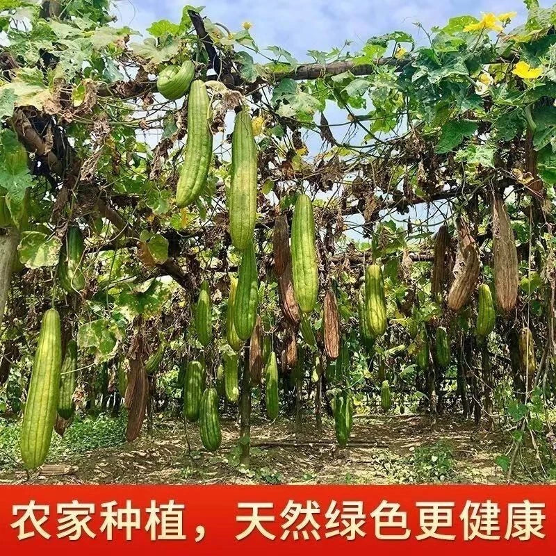 2pc Natural Loofah Sponges Organic Luffa Bath Shower Sponge Exfoliating Scrubber