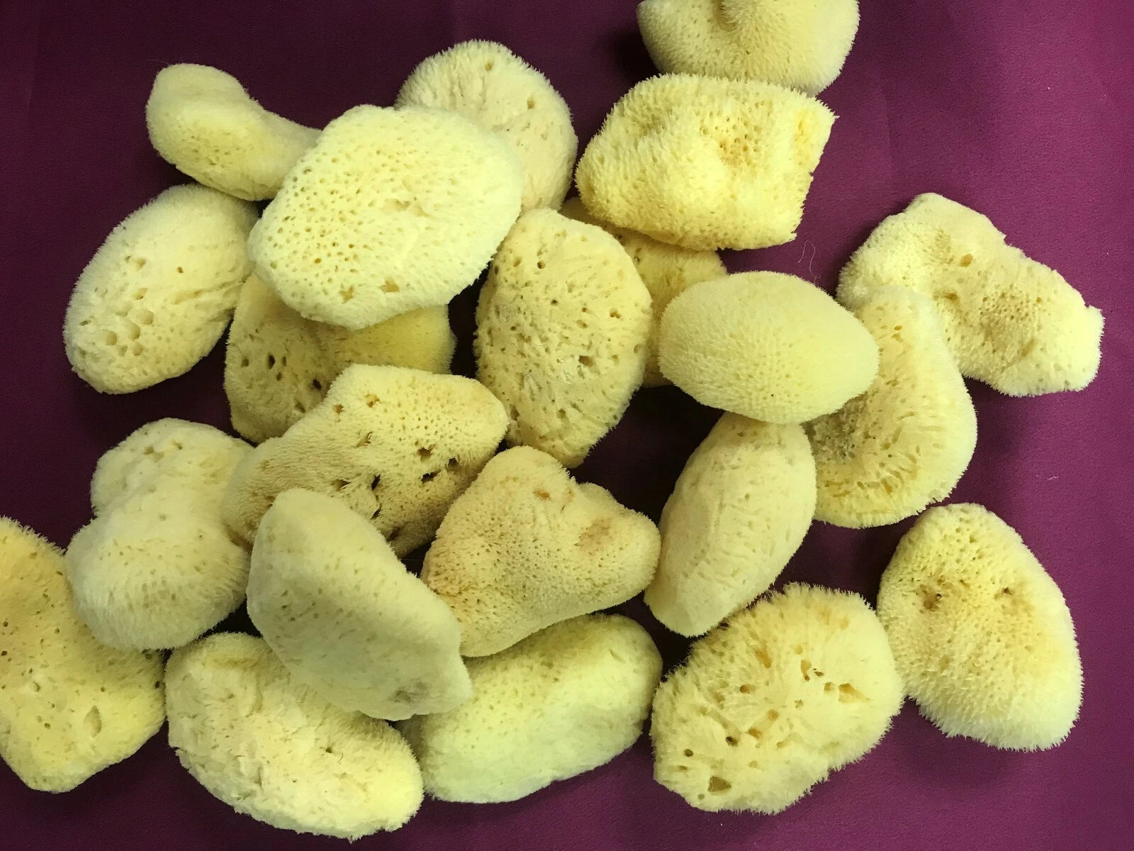 NATURAL 3"- 3.5"    SEA SILK SPONGES  LOT OF 5 FROM GREECE