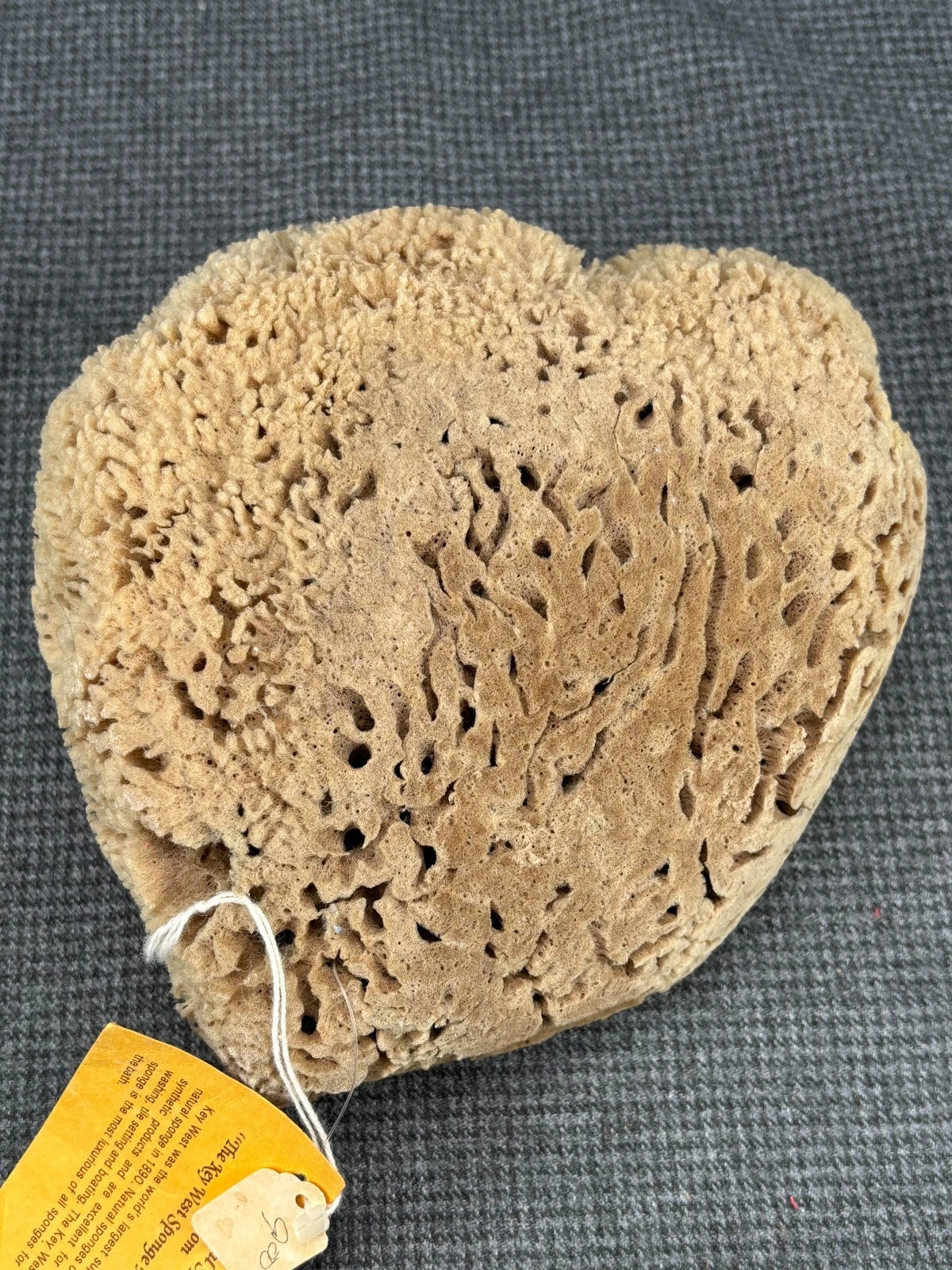B32 Large Natural Sea Sponge 8” X 7” X 3” NWT From "The Key West Sponge Market"