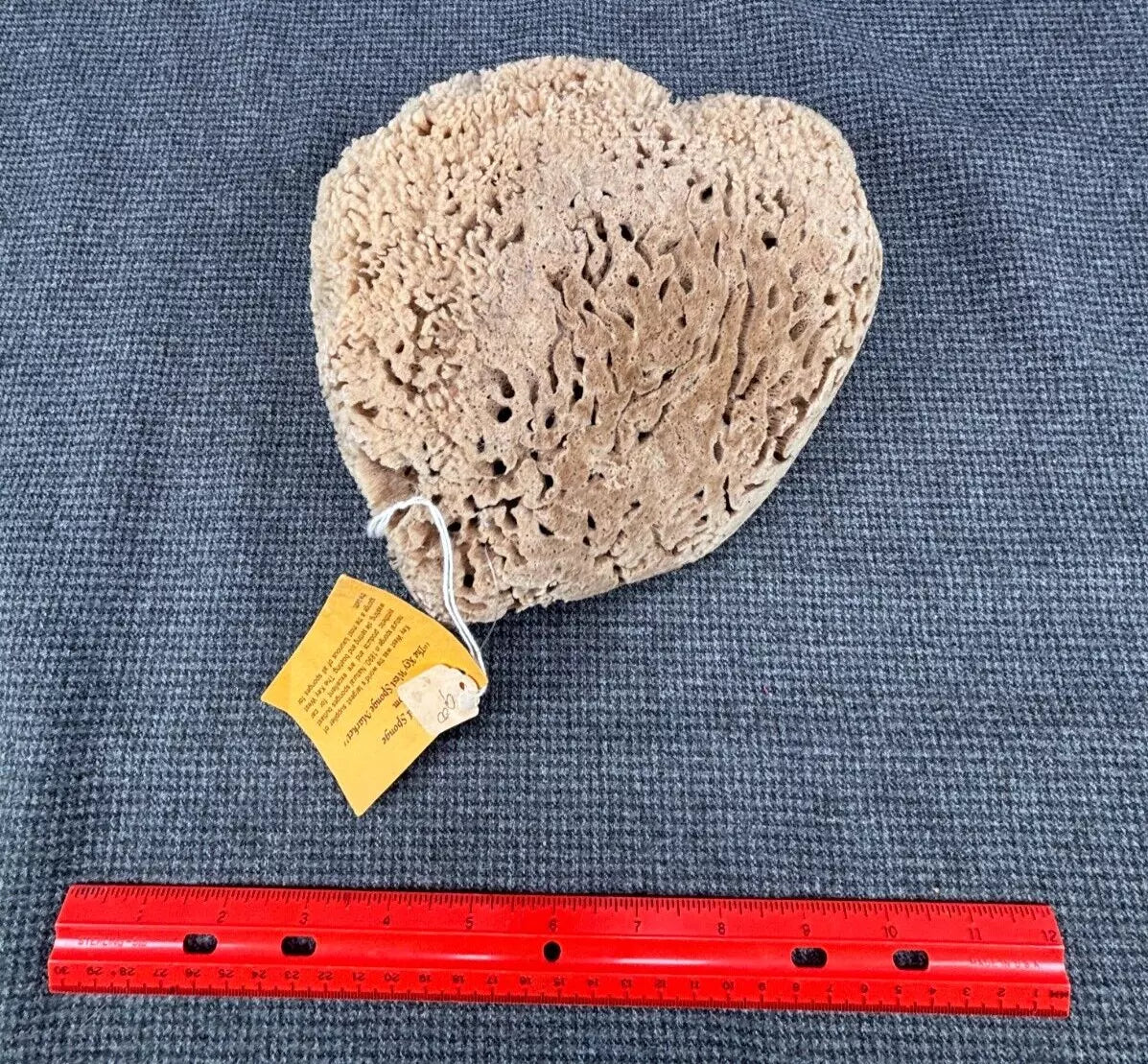 B32 Large Natural Sea Sponge 8” X 7” X 3” NWT From "The Key West Sponge Market"