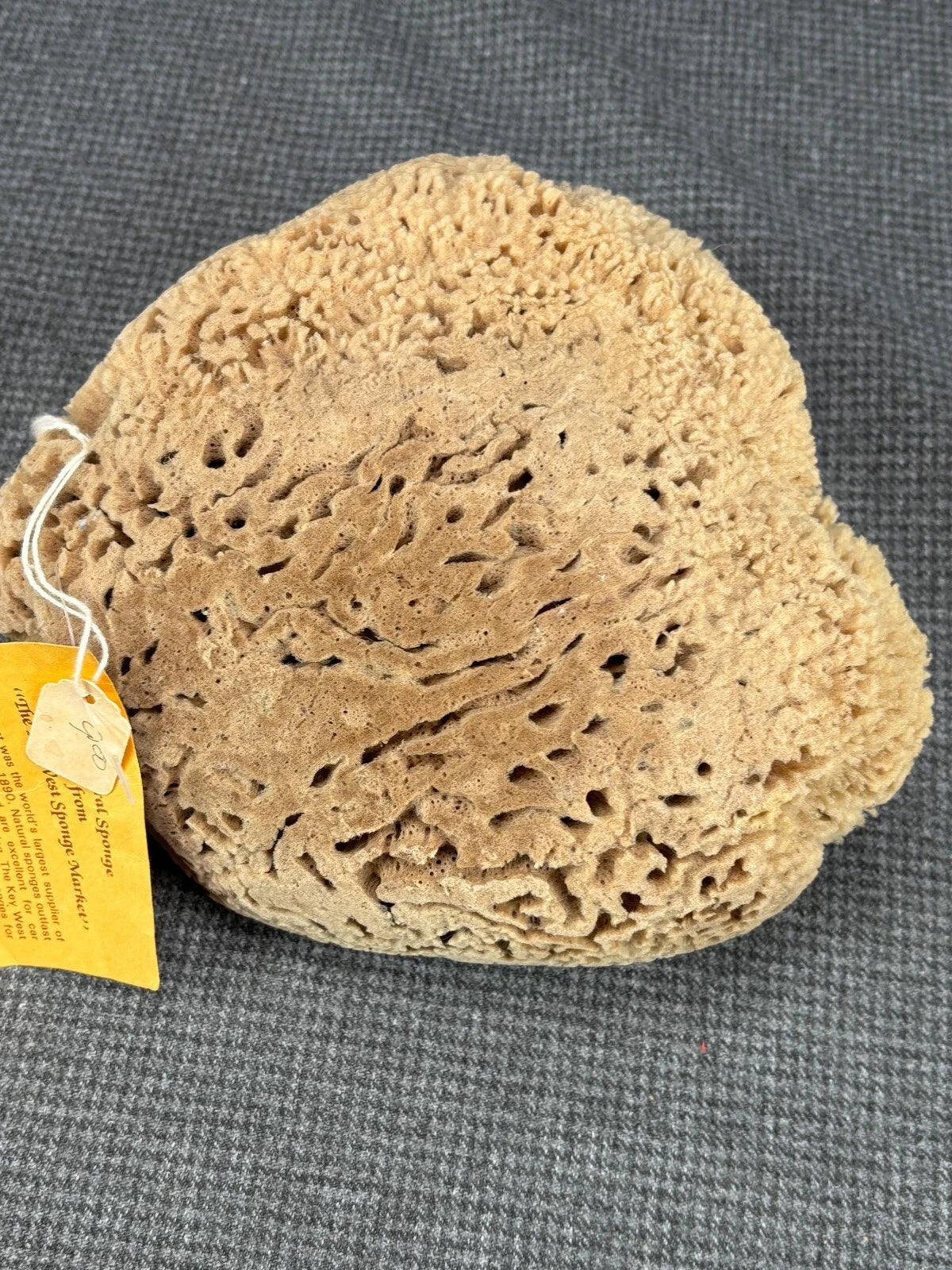 B32 Large Natural Sea Sponge 8” X 7” X 3” NWT From "The Key West Sponge Market"