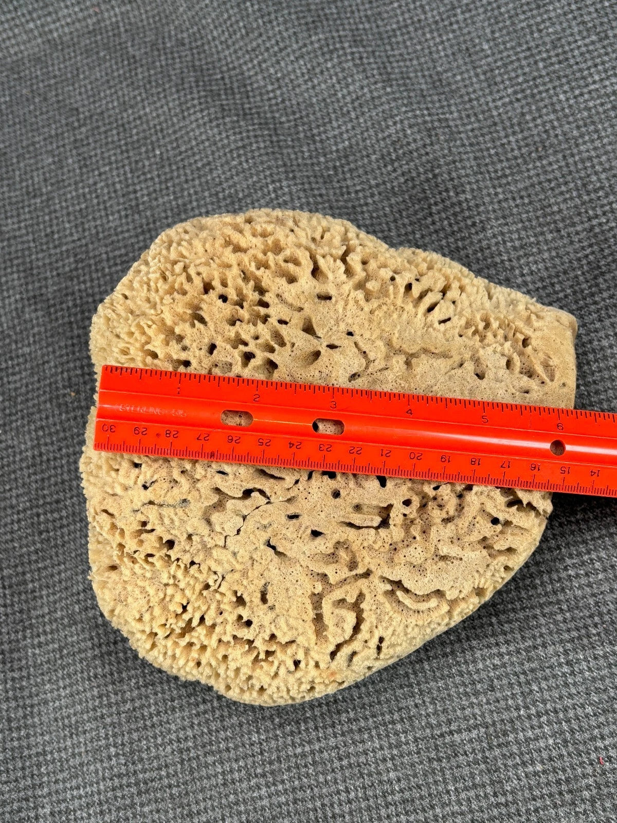 B32 Large Natural Sea Sponge 8” X 7” X 3” NWT From "The Key West Sponge Market"