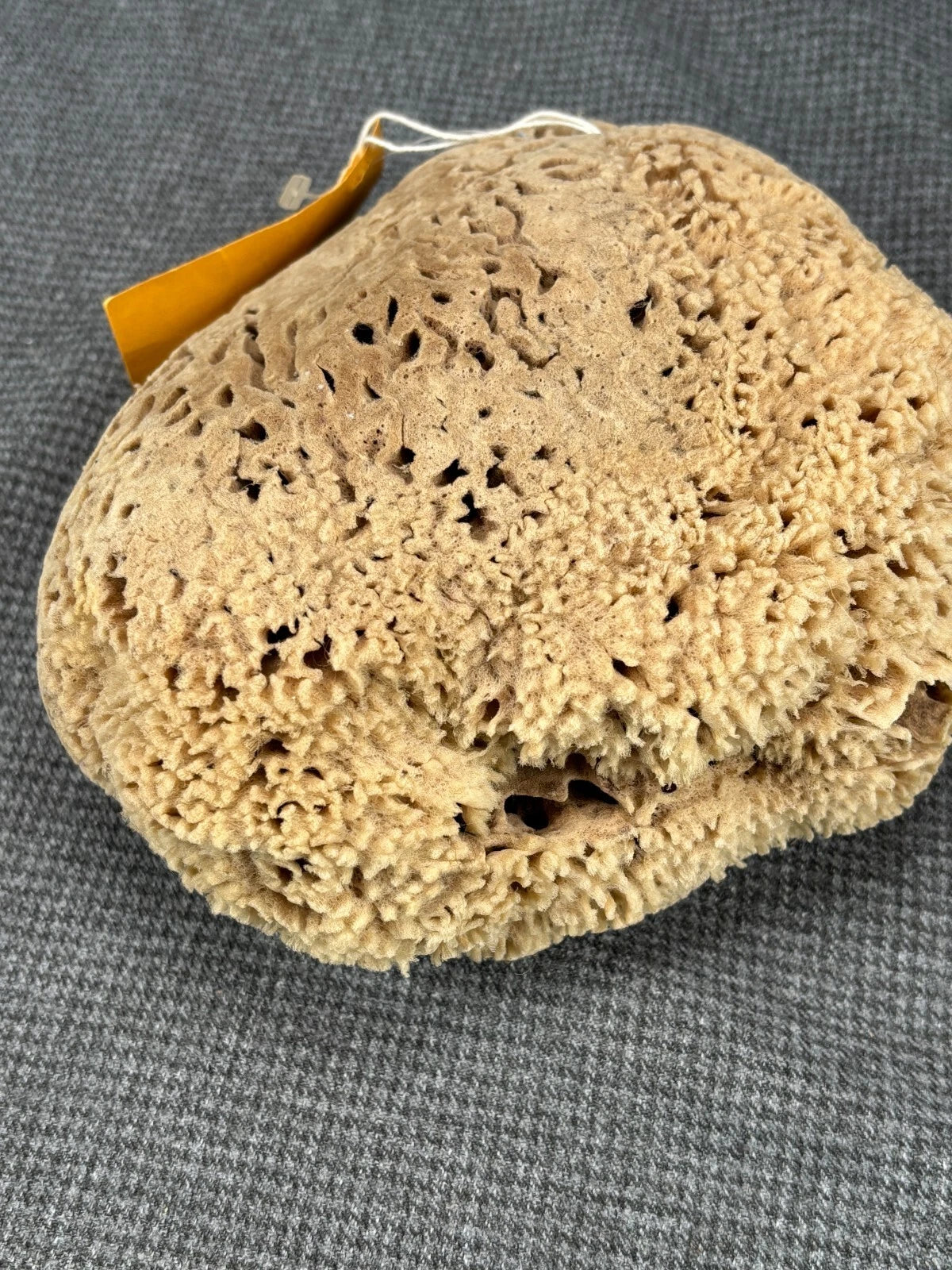 B32 Large Natural Sea Sponge 8” X 7” X 3” NWT From "The Key West Sponge Market"