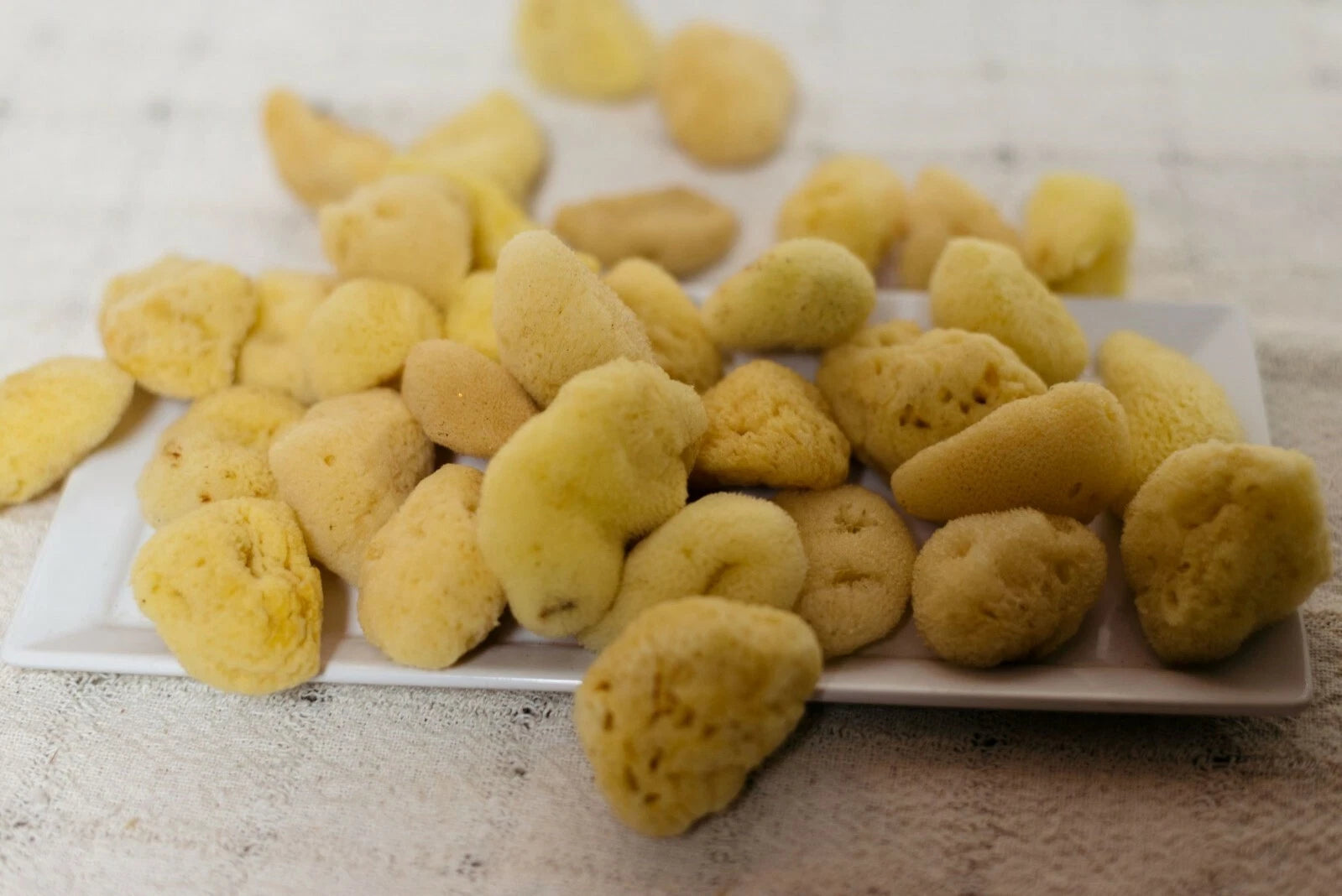 Mediterranean Silk Sponges 1.5"- 1.75"