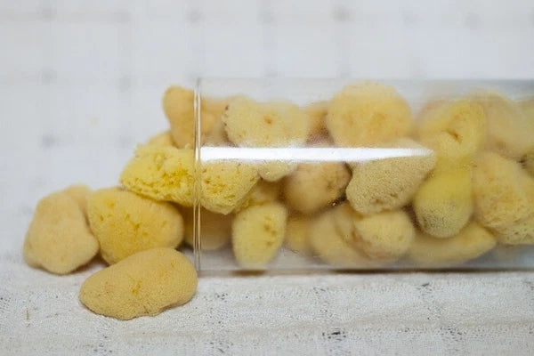 Mediterranean Silk Sponges 1.5"- 1.75"