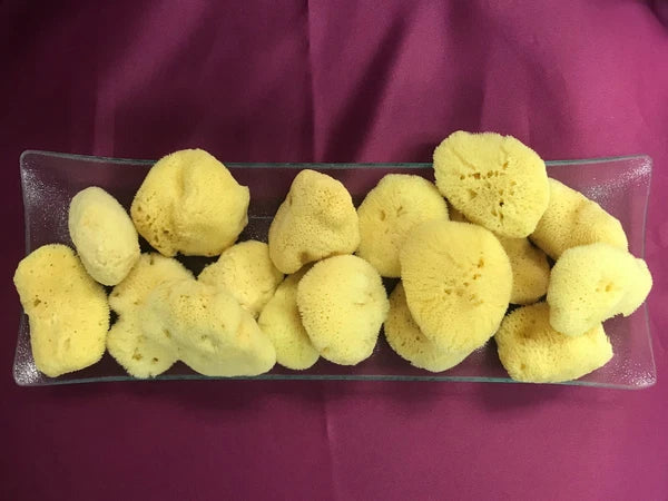 NATURAL 3"- 3.5"    SEA SILK SPONGES  LOT OF 5 FROM GREECE