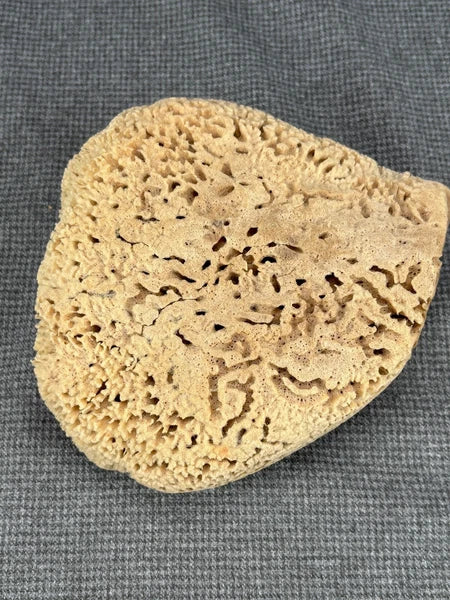 B32 Large Natural Sea Sponge 8” X 7” X 3” NWT From "The Key West Sponge Market"