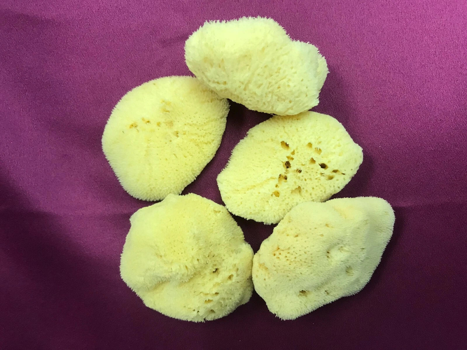 NATURAL 3"- 3.5"    SEA SILK SPONGES  LOT OF 5 FROM GREECE